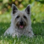 Sir Blu (Cairn Terrier)